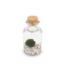 Kit Marimo Original Bottiglia – Fondale Bianco