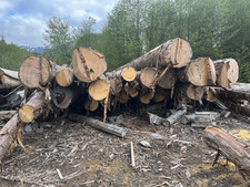 Yellow Cedar