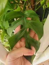 Mini Monstera Rhapdiophora Single Leaf Cutting Grow Your Own Houseplant