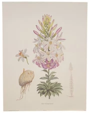 Vintage lithograph, Pink Lilies #2, 1870s antique design,  H.J. Elwes