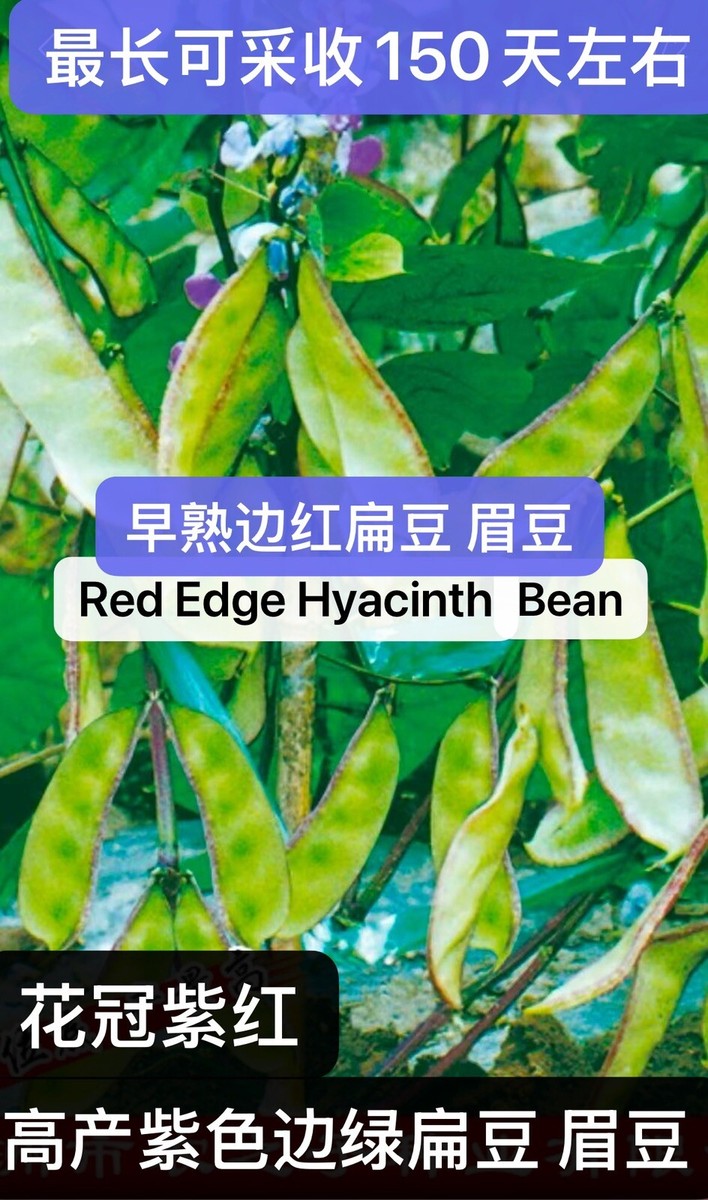 15CT Red Edge Hyacinth Bean Heirloom Vine Flat Bean Seeds15粒早熟