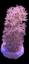 Live Soft Coral Knobby Sea Fingers 1-1.5”