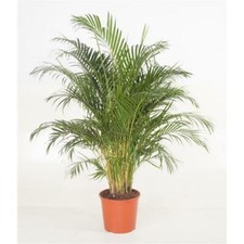 Goldfruchtpalme Arecapalme  Chrysalidocarpus lutescens Tropische Palme