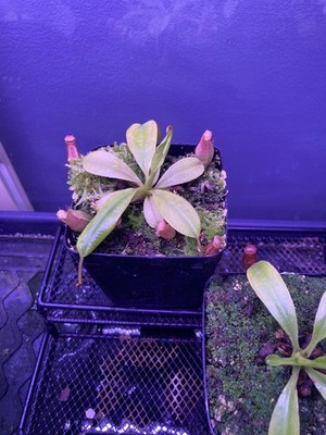 Nepenthes Maxima 'Geoff Wong' X Harryana Seedling Grown From Seed