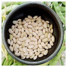 White Great Northern Bean Seeds
