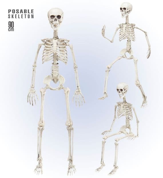 Halloween Posable Skeleton 90cm Spooky Decoration Prop