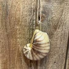 NEW POTTERY BARN MERCURY CONCH SHELL ORNAMENT ~ CHRISTMAS TREE NAUTICAL HOLIDAY