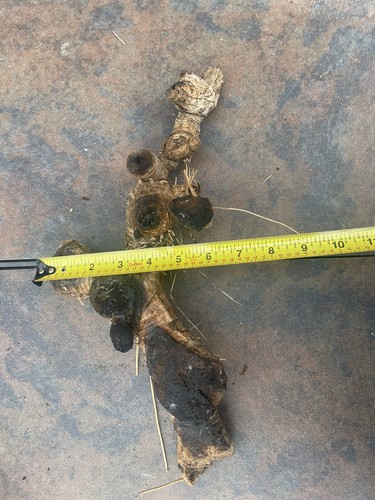 Natural Driftwood for Plants Terrarium Taxidermy Art Projects - Picture 4 of 4