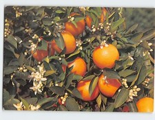 Postcard Branch of an Orange Tree Blooming and Bearing Fruit, Florida