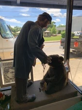 RARE VINTAGE Store Window Display Anamatronic Hobo and Bear Electric Working