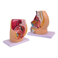 Anatomisches Modell des Beckens, des Fortpflanzungssystems, der Harnwege und der