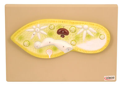Eisco Labs Paramecium Model; Greatly Magnified (Model 11'' X 4'' X 1'')
