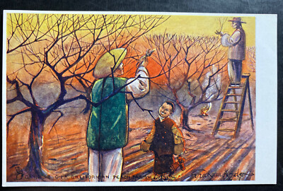 Mint Picture Postcard Chinese On A Californian Peach Farm Pruning  China