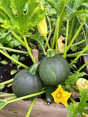 SEEDVILLE USA 50 ROUND ZUCCHINI Summer SQUASH Cucurbita Pepo Vegetable Seeds
