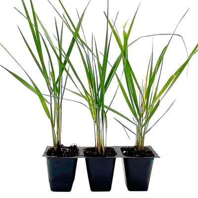 #ad #ad Feather Reed Grass Calamagrostis ‘Karl Foerster’ Plants in 2.5” Nursery Cubes $66.98