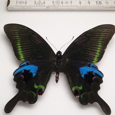 Papilio Arcturus Männchen