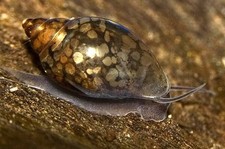 11 2 Gold Dust Bladder Snails   