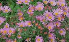 Chrysanthemum Rubellum clara curtis - 9cm pot Lot of 3