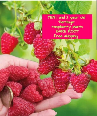 10 Raspberry plants 'Heritage' BARE ROOT fall bearing mix of 1 and 2 year old pl