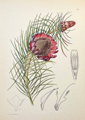 Antique Botanical Print 1920s Hand Colored Illustration Plate Mountain Rose