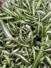 4 Rooted Curly Spider Plants For Sale Live Houseplant Indoor Plants