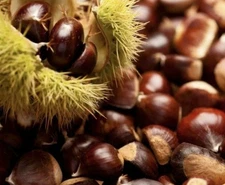 20lb Organic Dunstan American Chestnuts And Tree Seeds Ohio Grown 