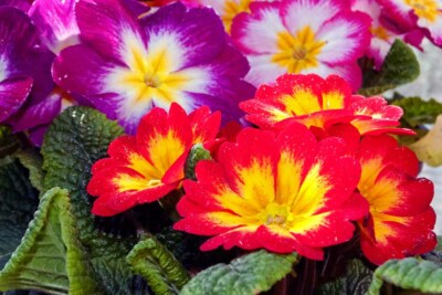 Rot gelbe Primel Frühlingsblumen Primel Vulgaris Foto Bilddruck