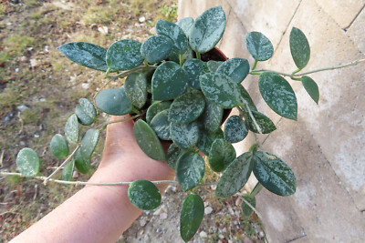 Hoya  Wachsblume  mathilde Splash 1 15.2