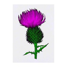 'Thistle' Temporary Tattoos / Transfers TO00042296 