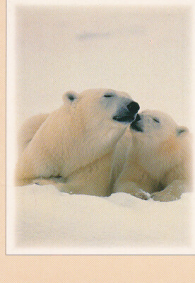 Eisbär    *  Polar Bear        *** ZOO   Postkarte  # 7