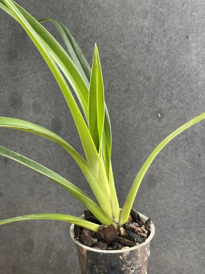 Phragmipedium longifolum, sehr wüchsig,  blühfähig und blühfreudig! - Bild 3 von 4