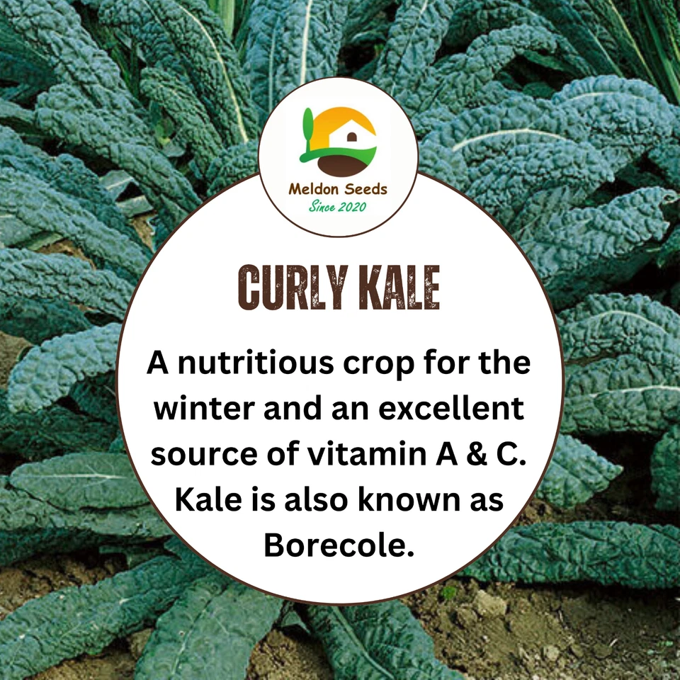 Kale Seeds Nero Di Toscana 200 Fresh Cavolo Nero Seeds Curly Dark Kale Vegetable - Image 4 of 4
