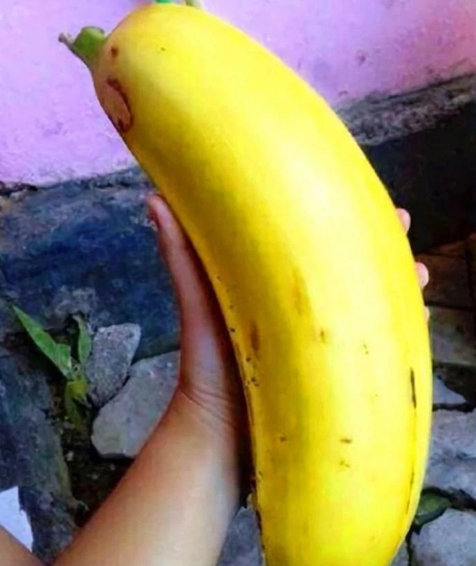 Musa Ingens - Giant Banana - Rare Banana - Largest Plant In The World - 3 Seeds | eBay