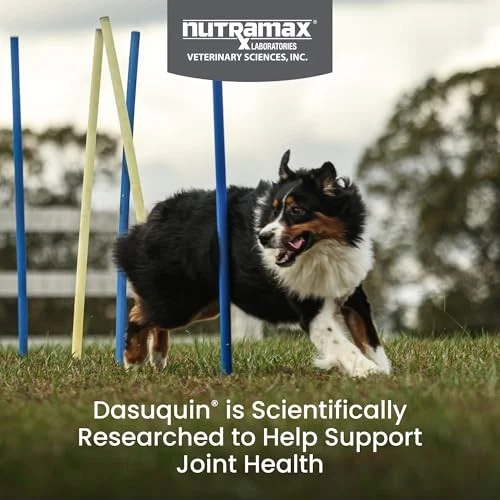 Nutramax Dasuquin Large Dogs Joint Health Soft Chews 42 Count - Image 2 of 4