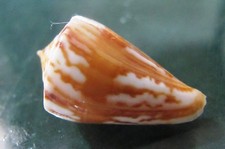 Conus Capitanellus 26.7  mm F+++,, nice pattern " specimen WOW!!!