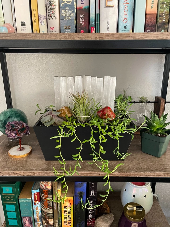 Black Crystal Garden - Indoor plants and succulents pot with Selenite Crystals - Image 3 of 4