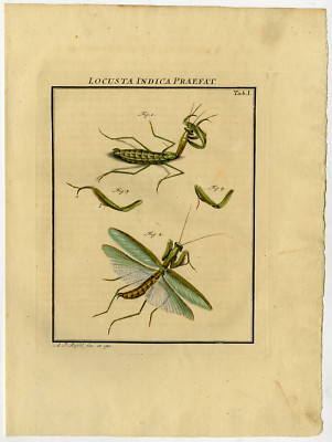 Antiker Druck - WANDERBLATT - STOCKINSEKT - PHASMATODEA - 1 - Rosel van Rosenhof - 1765