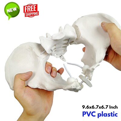 Life Size Flexible Female Pelvis Anatomy Model Education Midwife in Obstetrics