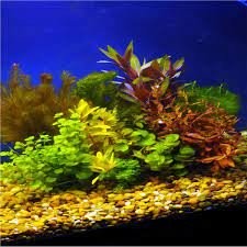 LOW TECH Aquarium Plant Assorted Mixed Plant Bundle BUY 2 GET 1 FREE