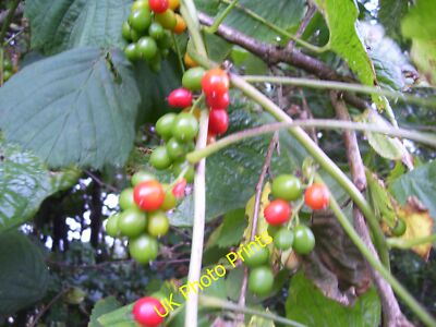 Photo 6x4 Bryony Berries, Llanteg  c2014