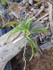 Vanda Crownfox Red Delicious 'Norma' Bloom size Bare root 2 PLANTS B
