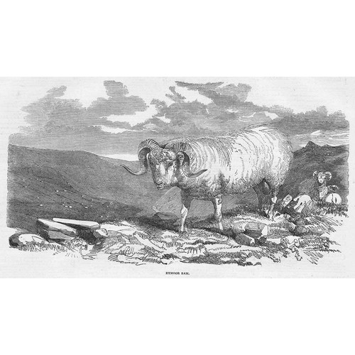 DEVON An Exmoor Ram - Antique Print 1853