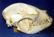 Giant Panda Skull, female REPLICA