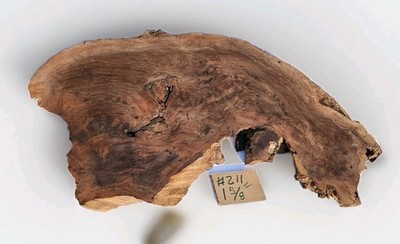 Claro Black Walnut stump/root slab,  insane grain, Burl spilkes, organic shape