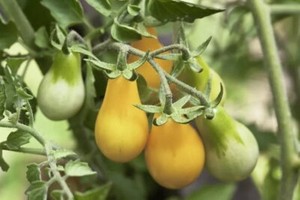 fig potted plant Ficus carica