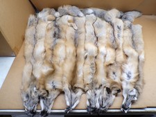 Tanned 1 Golden Islan Fox Hide/Silver Grey Red Color/Furs/Trapping/Crafts