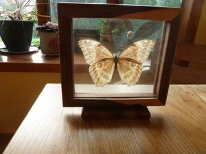 Butterfly Framed  Encased  Clear Lucite 2 tone wood frame with stand vintage