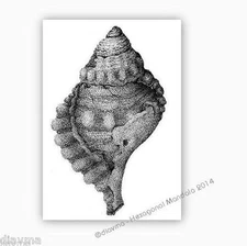 © ART - "Shell" ACEO ATC Artist collector trading card illustration print by Di 