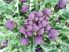 PURPLE BROCCOLI BROCCOLI (PURPLE BROCCOLI) 200 SEEDS - SEEDS