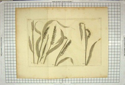 Original alter antiker Druck Natur Mais Pflanze Landwirtschaft